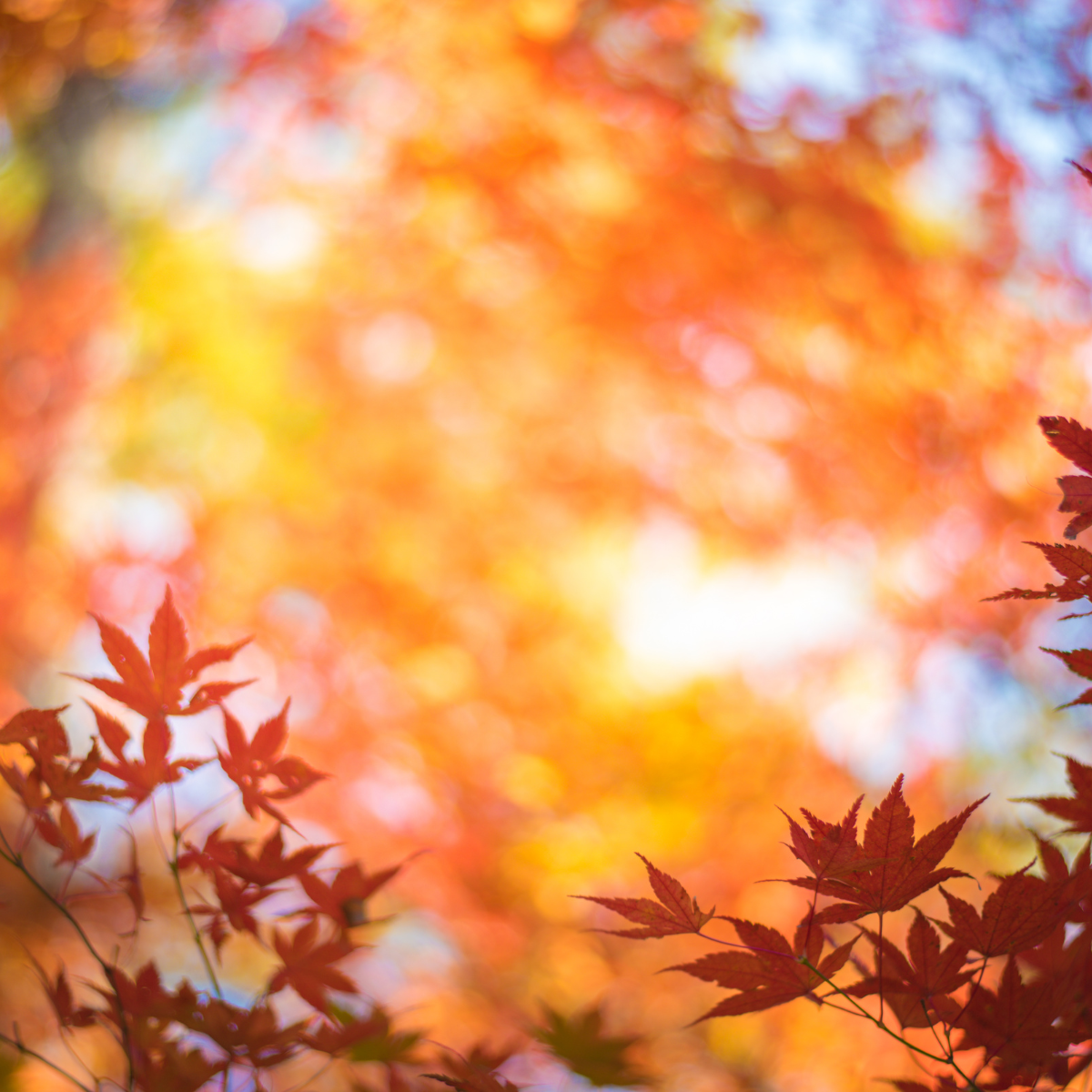 Zestaw Silniejsza Odporność (2)