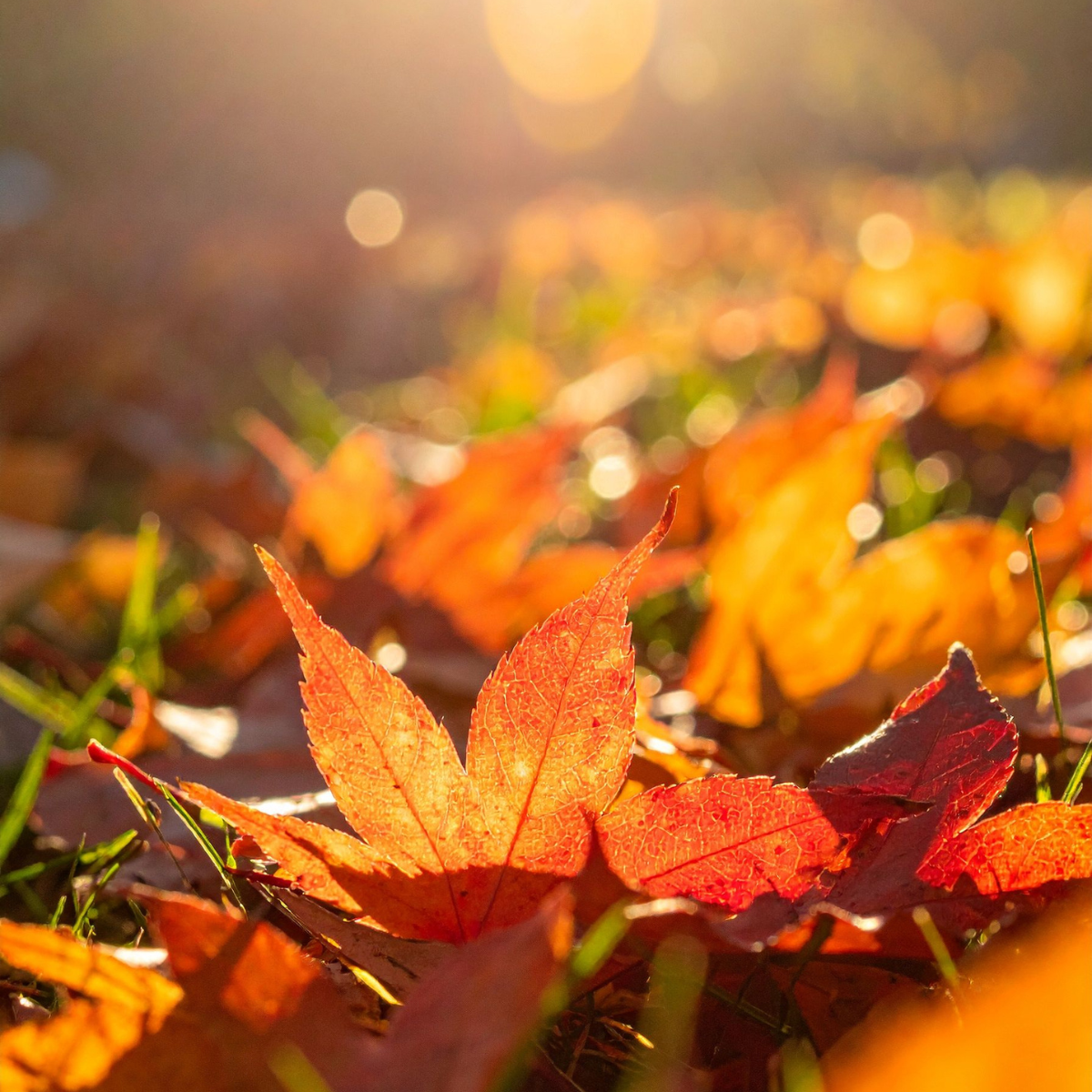 Zestaw Więcej energii (2)