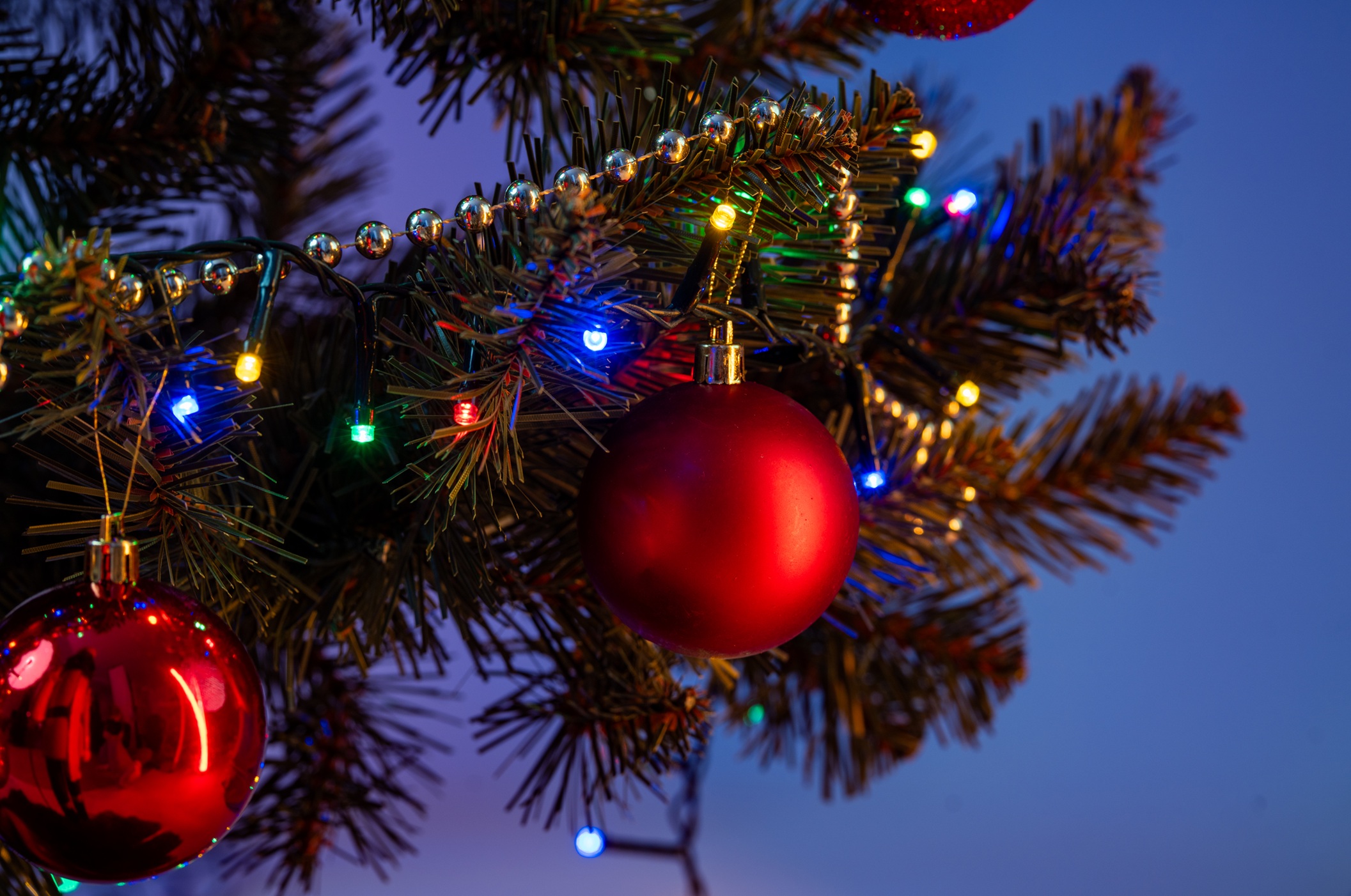 Choinka Świerk Nordycki 180cm