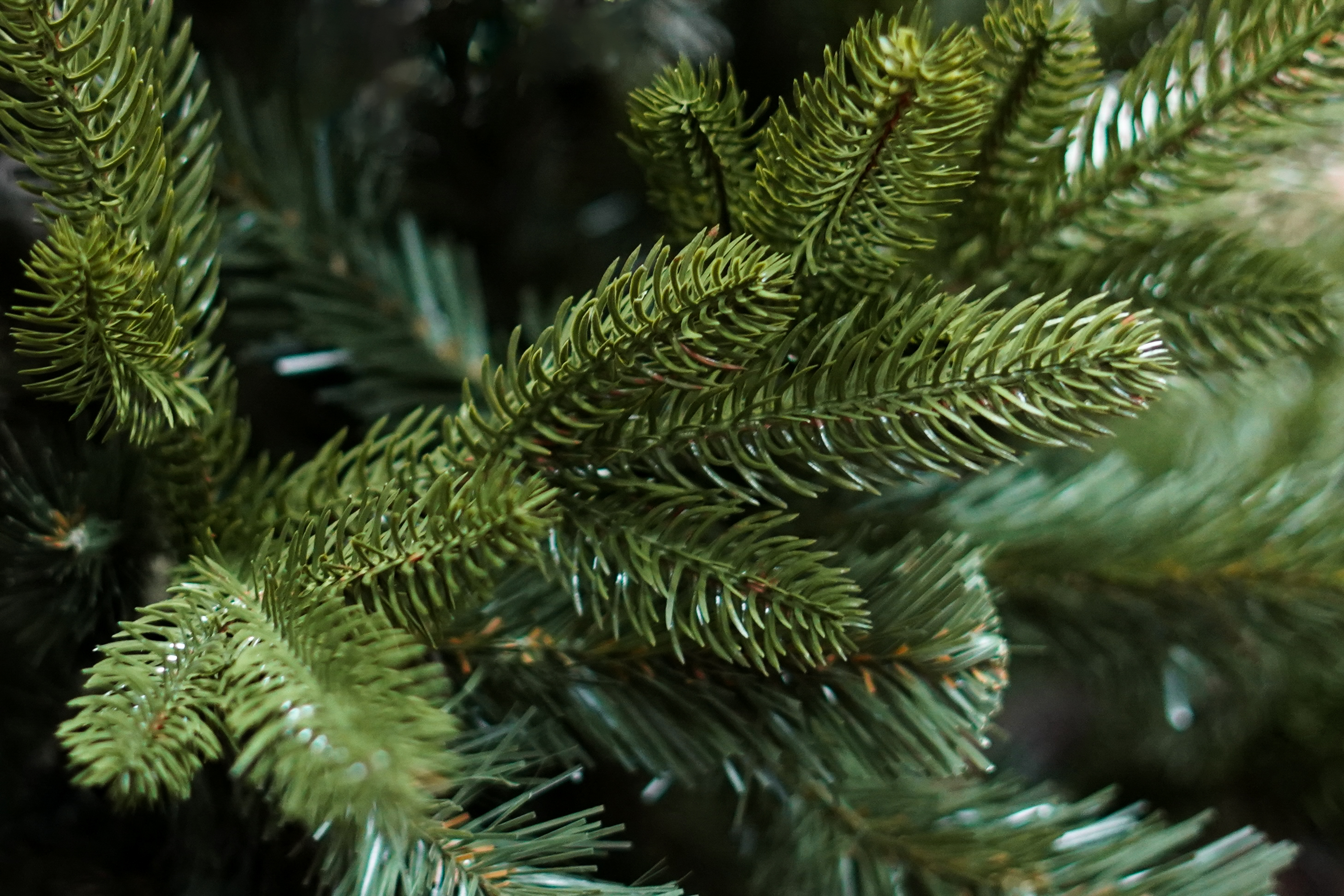 Choinka Jodła Szlachetna 220m