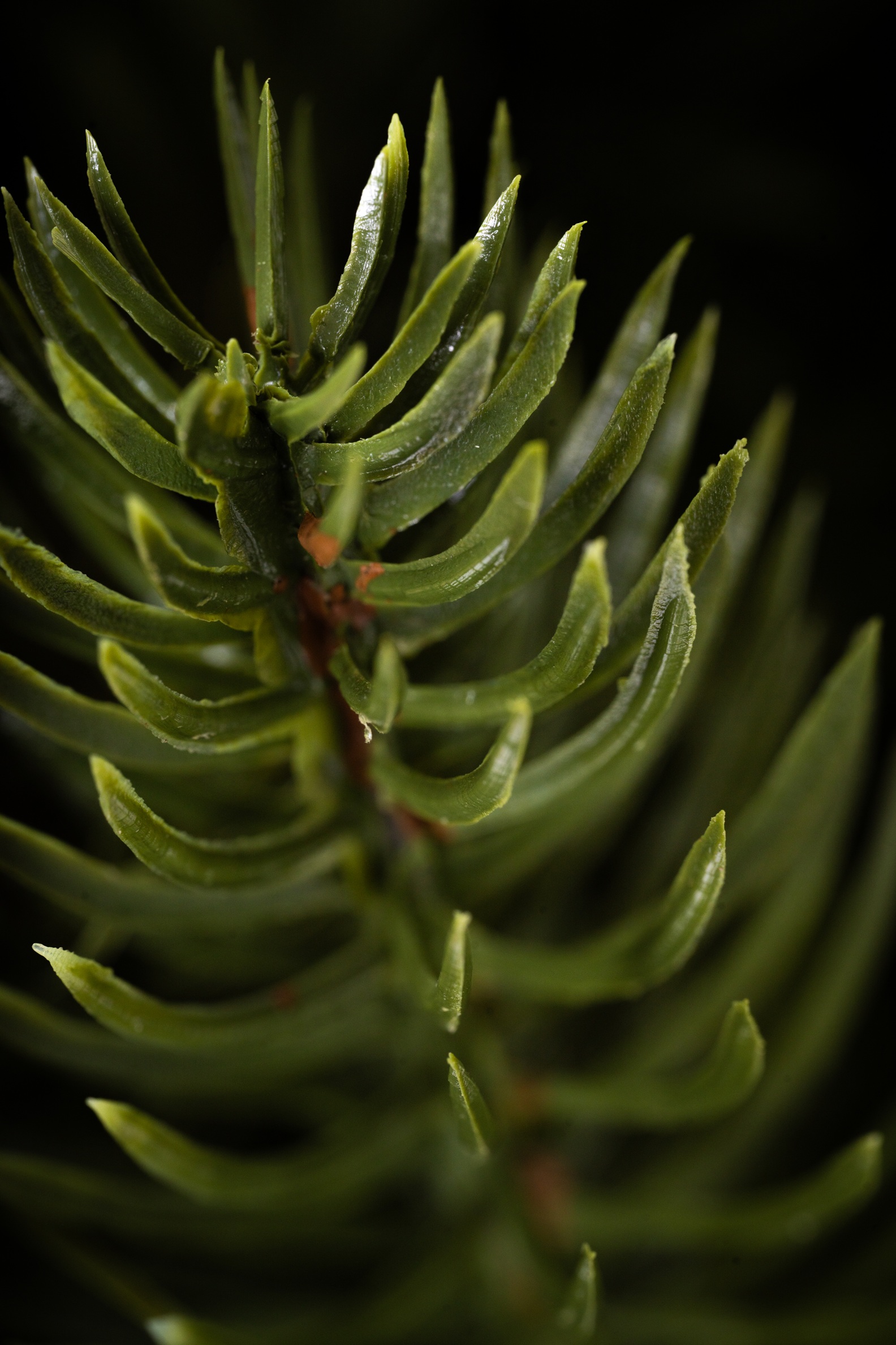 Choinka Jodła Szlachetna 180cm