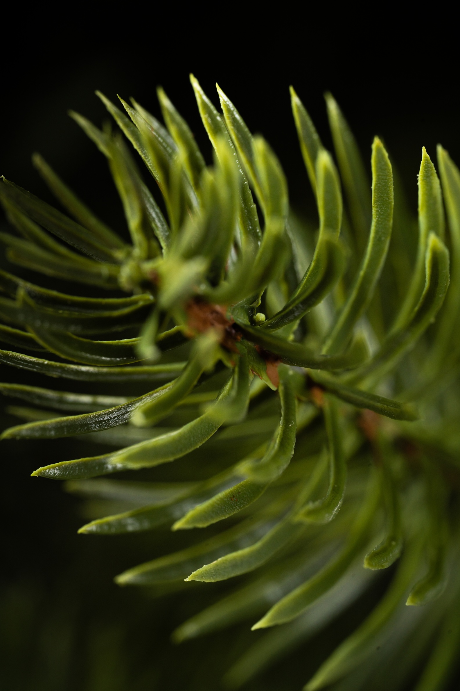 Choinka Świerk Leśny 220cm