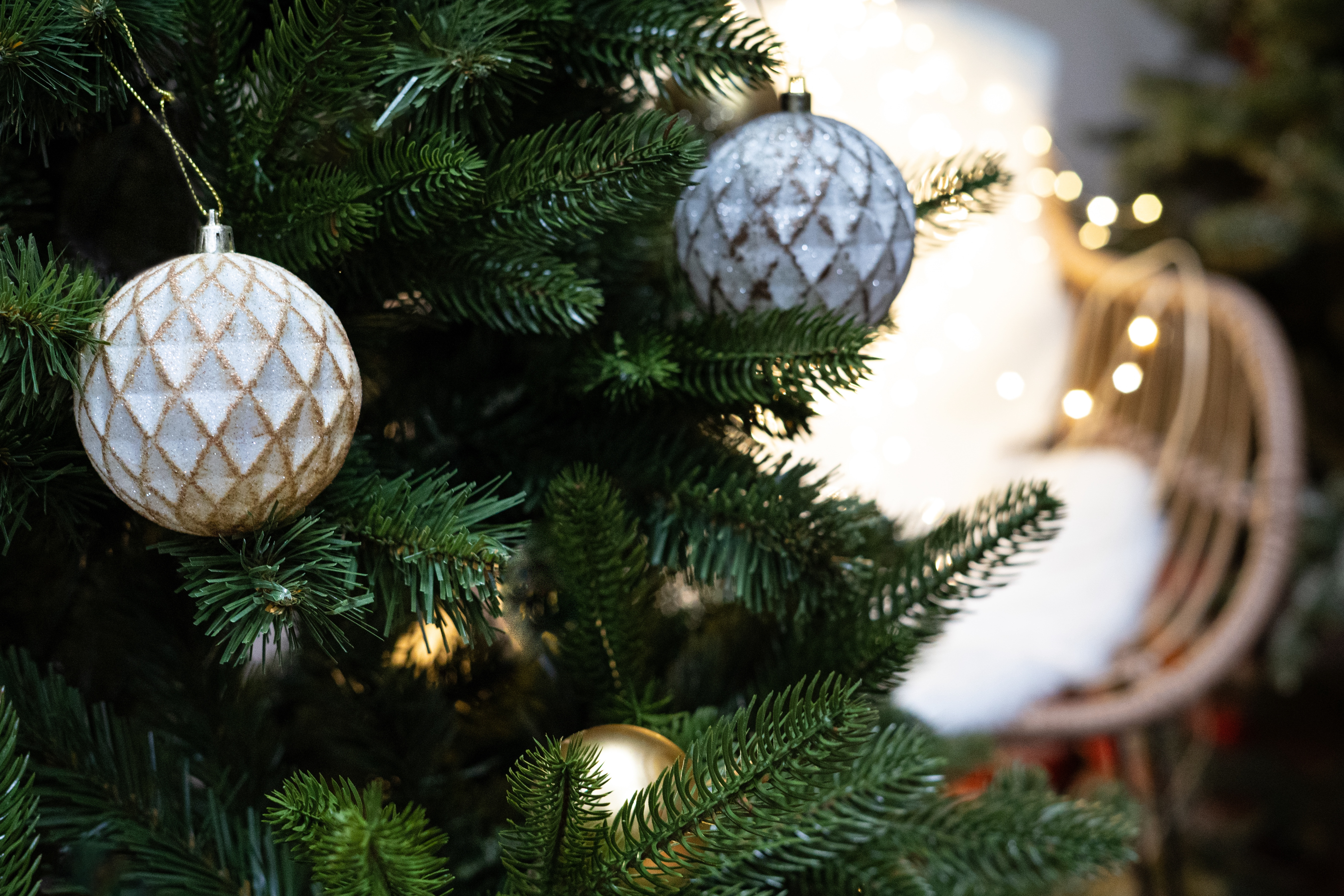 Choinka Jodła Szlachetna 220m