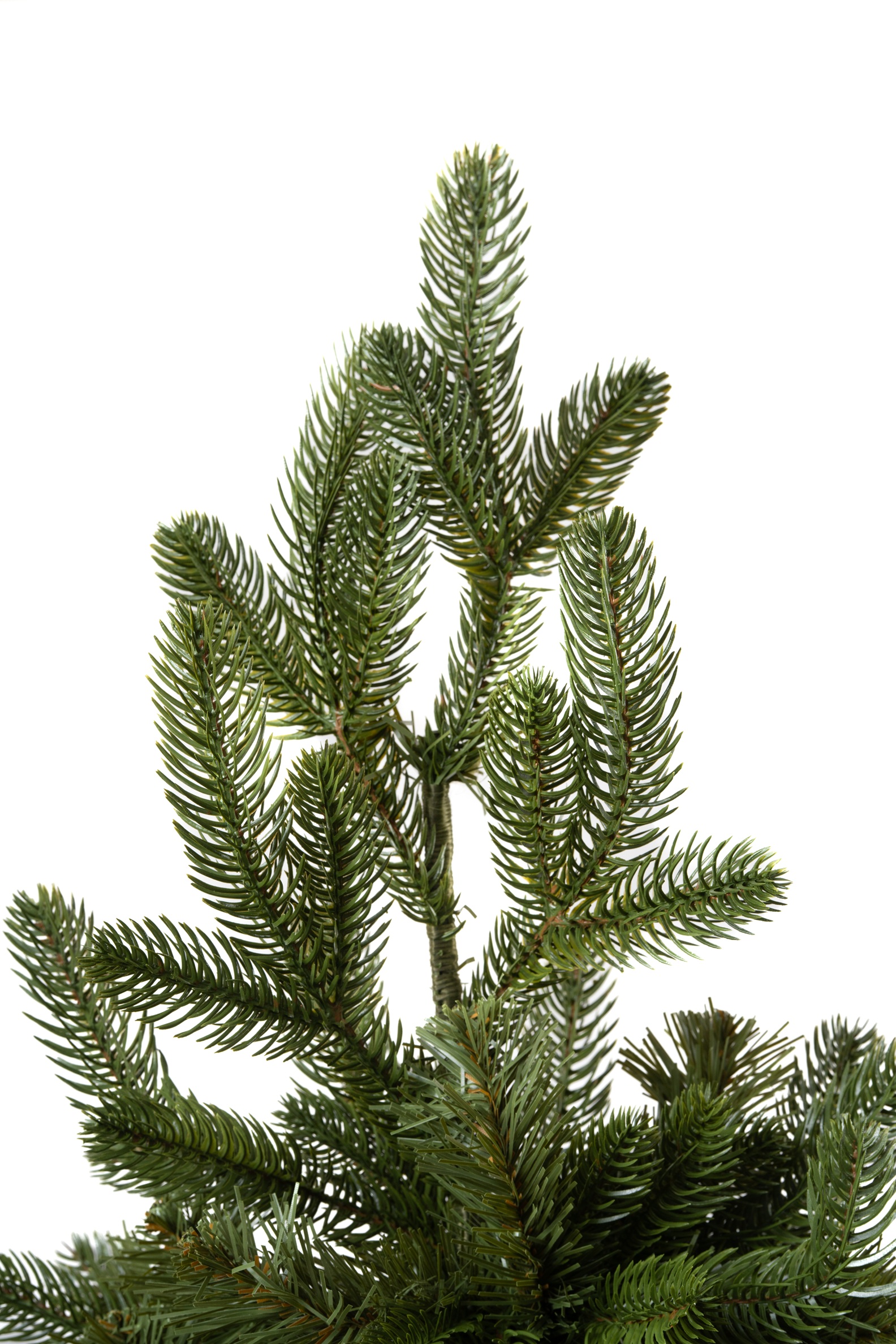 Choinka Jodła Szlachetna 220m