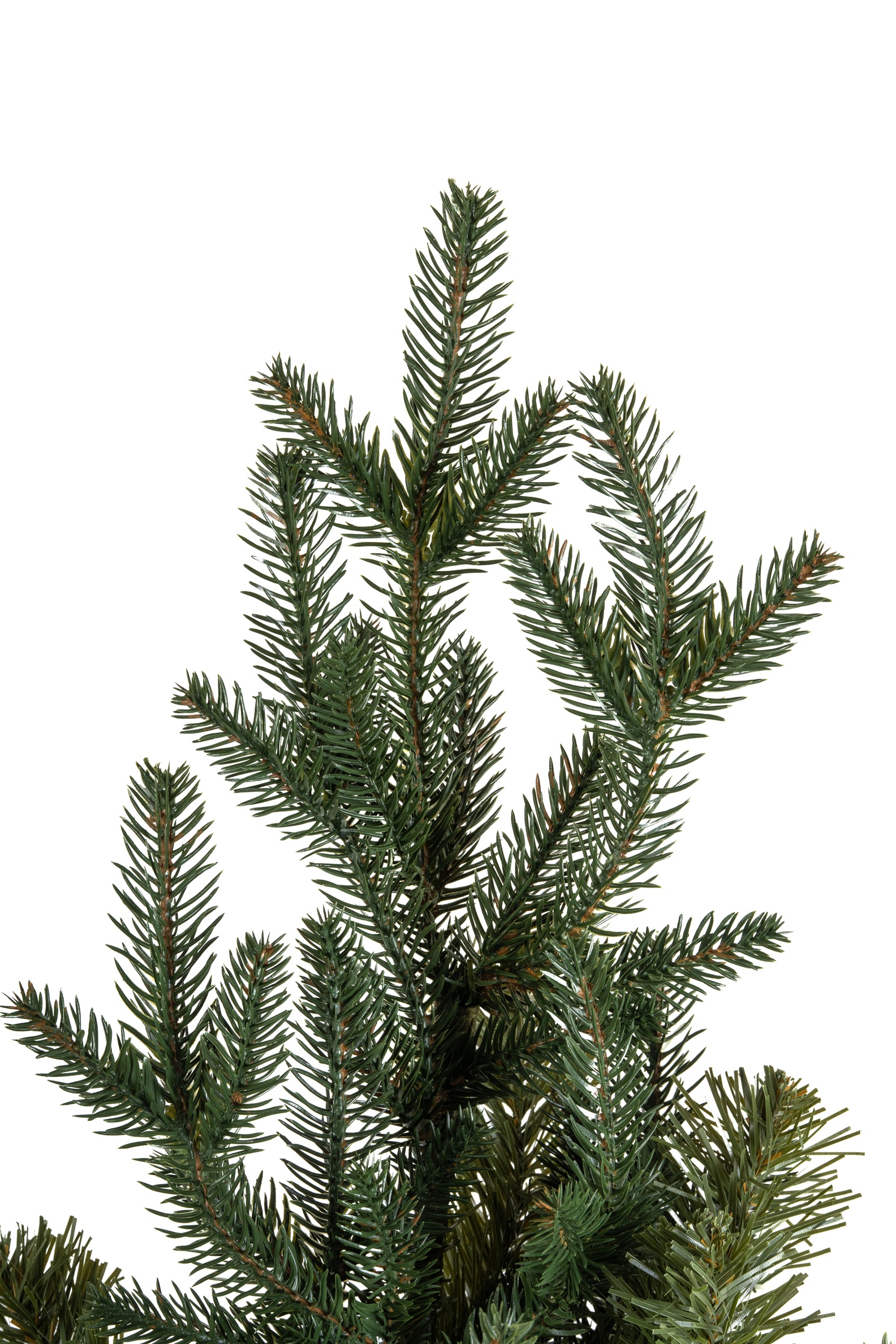 Choinka Świerk Leśny 180cm