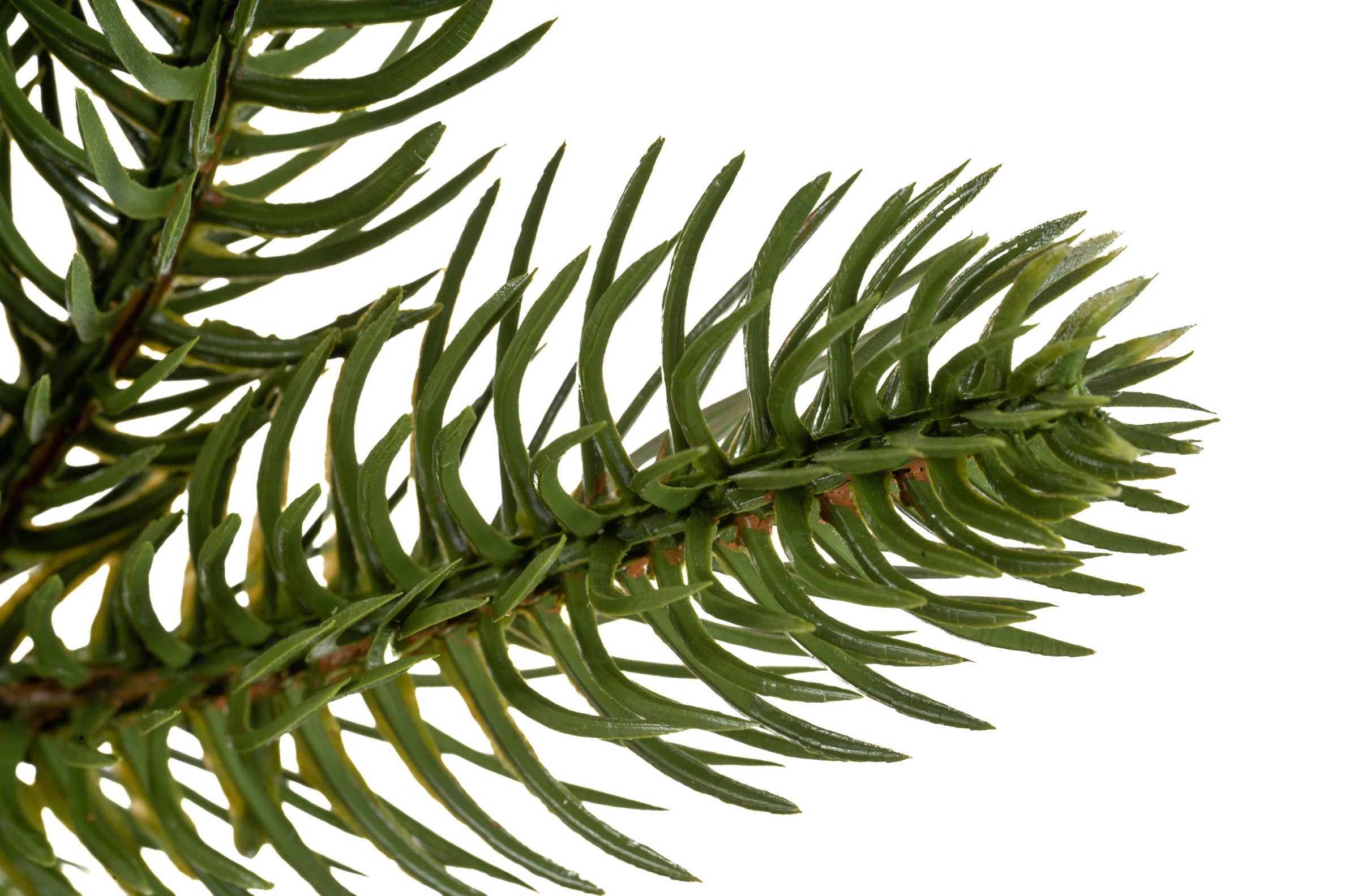 Choinka Świerk Leśny 180cm