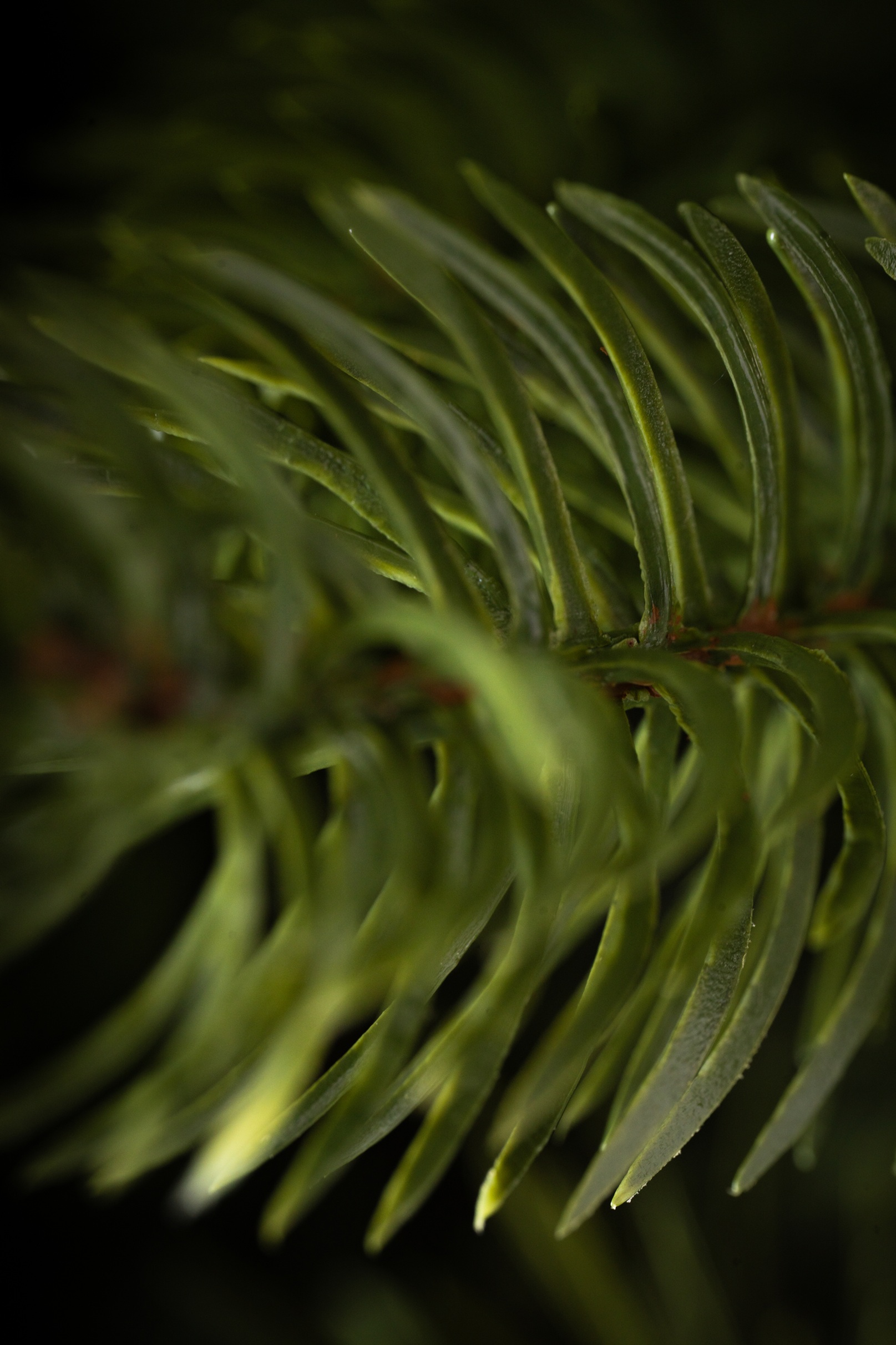 Choinka Jodła Szlachetna 180cm