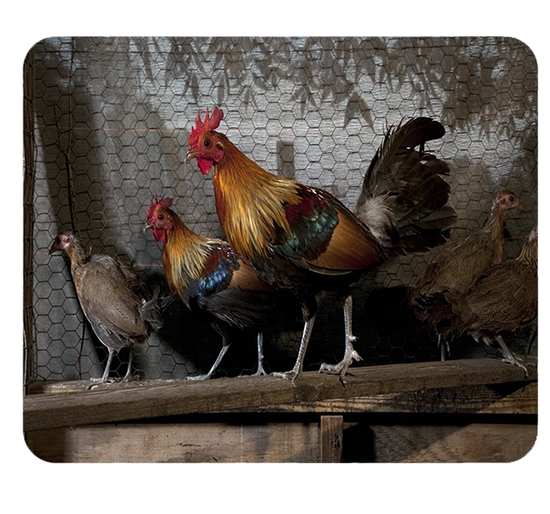 Podkładka pod myszkę Kury