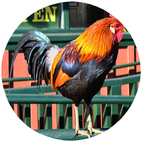 Podkładka pod myszkę Kury