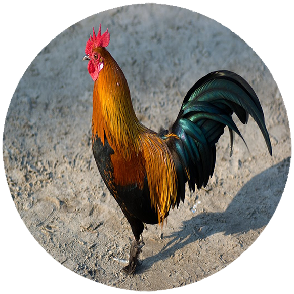 Podkładka pod myszkę Kury