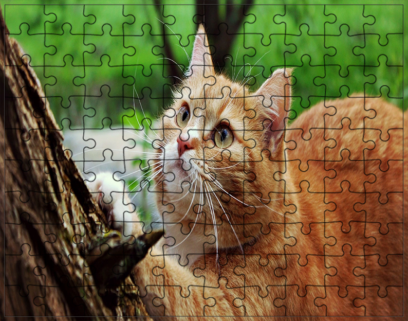 Puzzle Koty