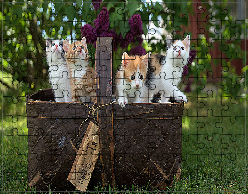 Puzzle Koty