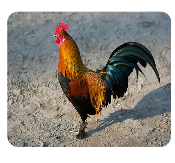 Podkładka pod myszkę Kury