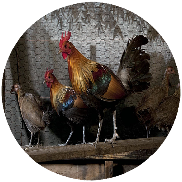 Podkładka pod myszkę Kury