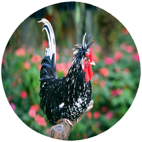 Podkładka pod myszkę Kury