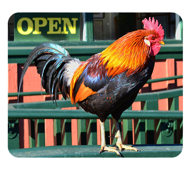 Podkładka pod myszkę Kury