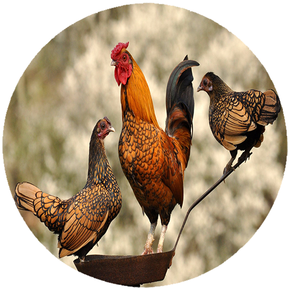 Podkładka pod myszkę Kury