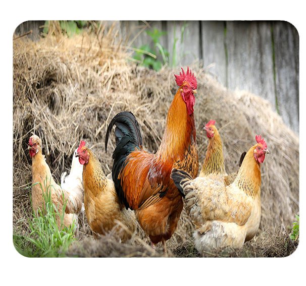 Podkładka pod myszkę Kury