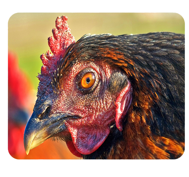 Podkładka pod myszkę Kury