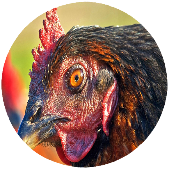 Podkładka pod myszkę Kury