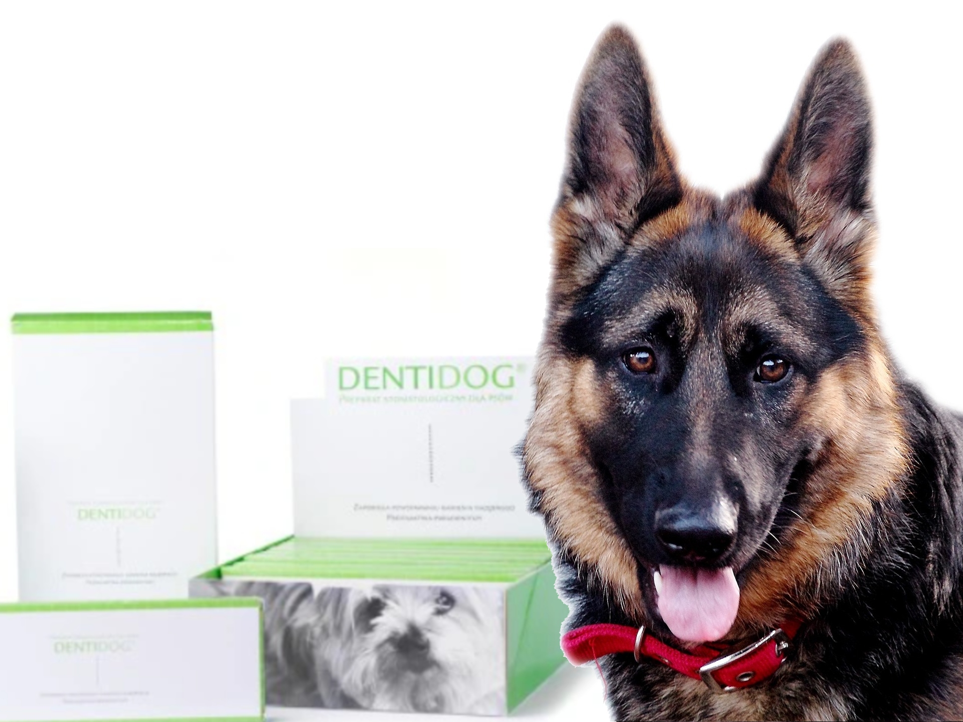 Geulincx Dentidog Pro M 140 g - czyste zęby