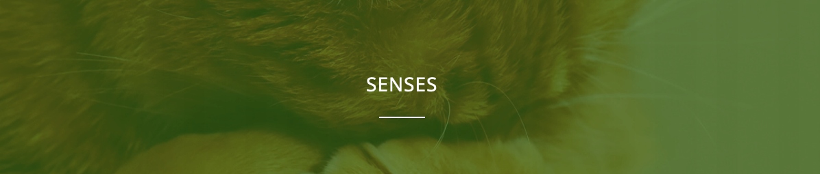 Perognidol Forte Cane e Gatto 15ml NBF Lanes - Calm for vet -spokój, krople