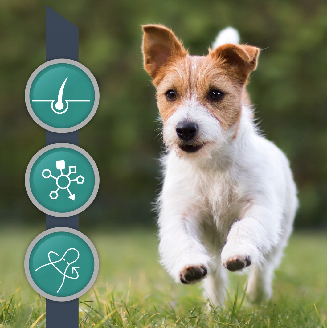 Vetexpert VetoSkin SMALL 60 kaps