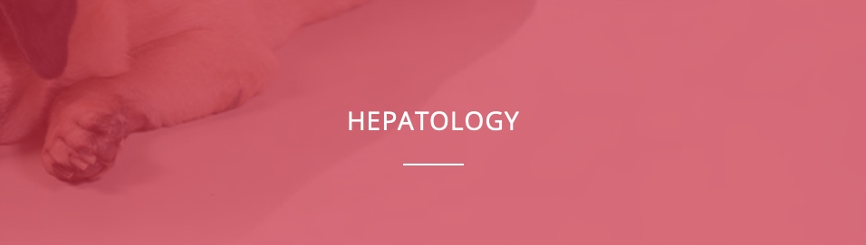 Hepatikrill cane e gatto 30 tab. NBF LANES - Funkcjonowanie wątroby