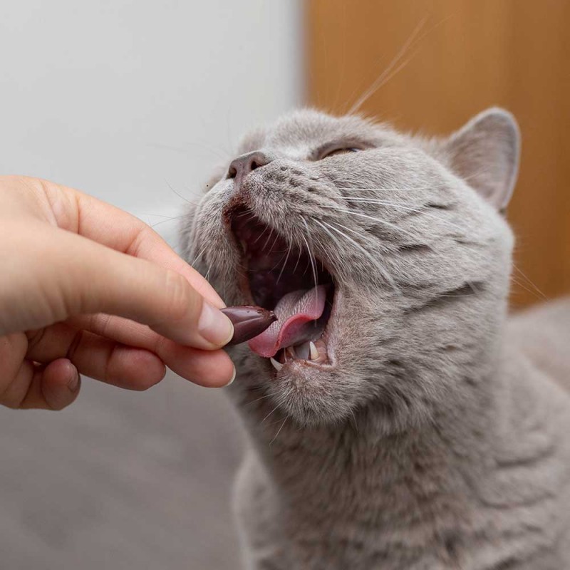 Vetexpert KalmVet TwistOff pies / kot 60 kapsułek