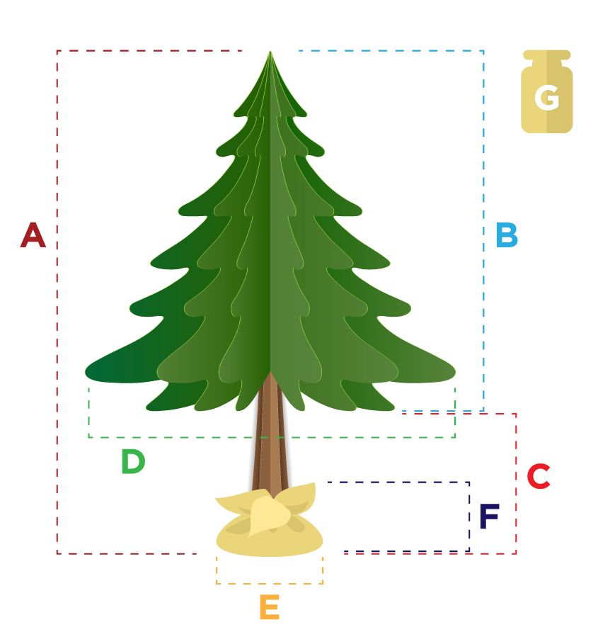 CHOINKA NA PNIU 160 CM SOSNA GÓRSKA PREMIUM JAK ŻYWA ŚWIĄTECZNA