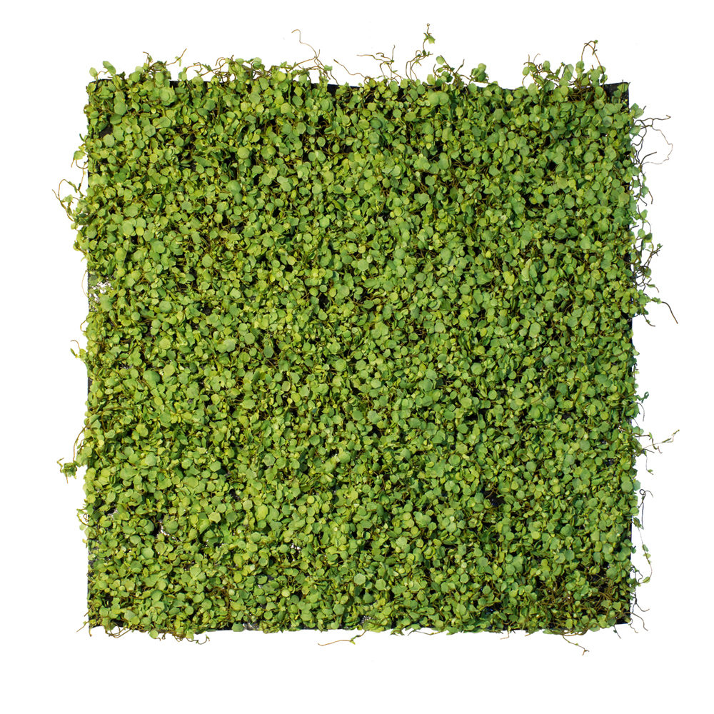 Dekoracja ścienna Shientrist Maori - zdjęcie 1